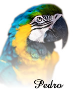 Pedro