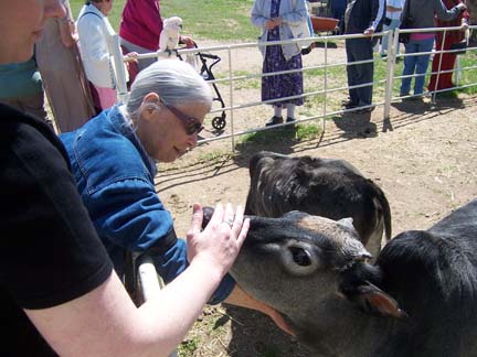 Cows__Seniors_web